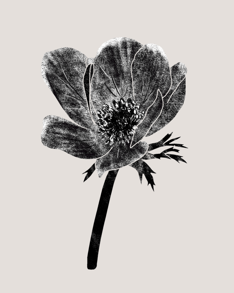 Farina-Kuklinski-Slowflower-Anemome