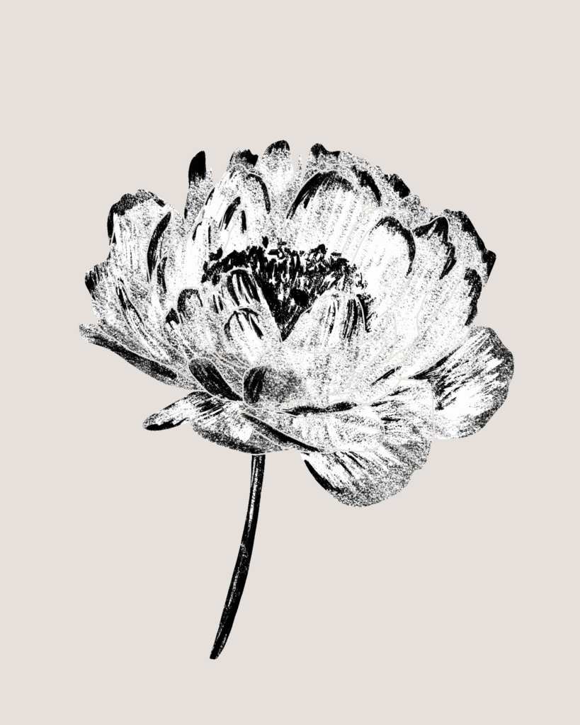 Farina-Kuklinski-Slowflower-Pfingstrose