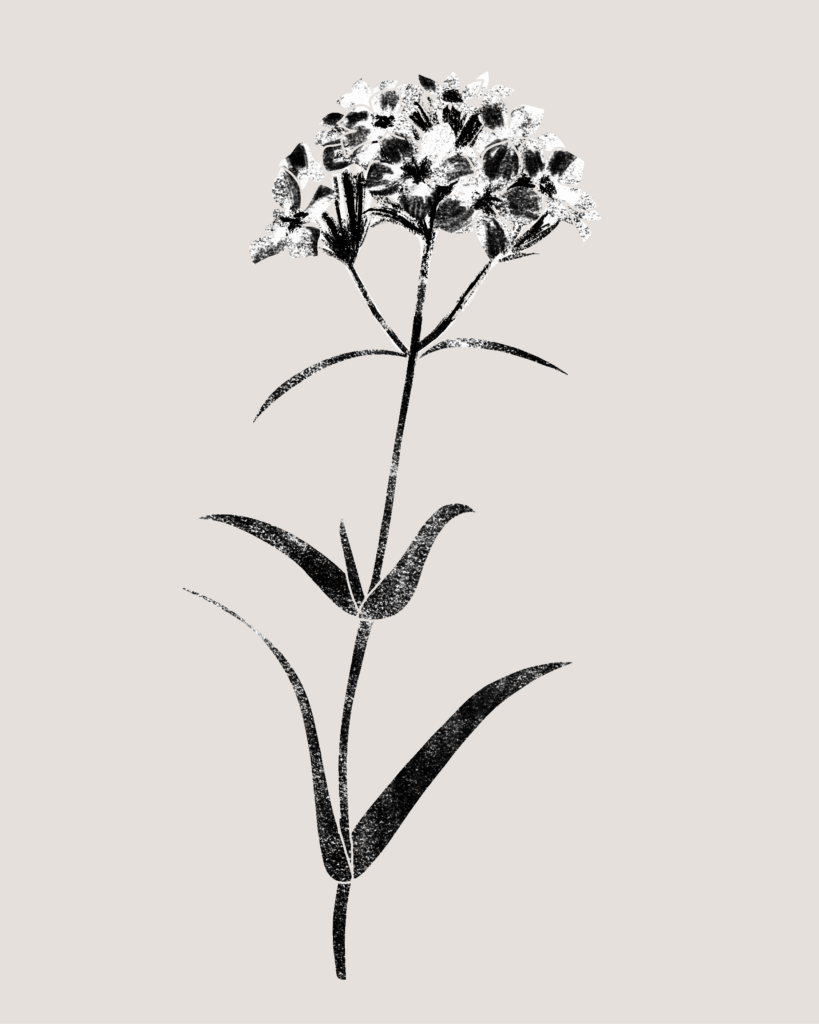 Farina-Kuklinski-Slowflower-Phlox