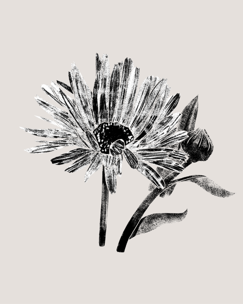 Farina-Kuklinski-Slowflower-Ringelblume