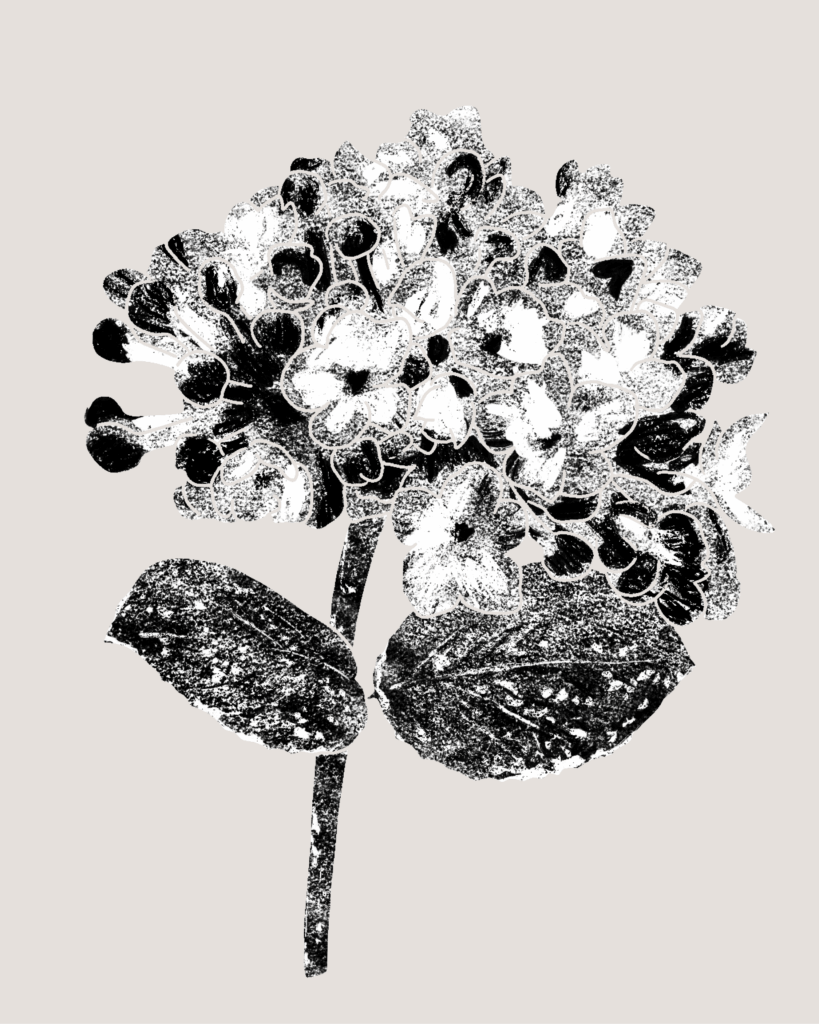 Farina-Kuklinski-Slowflower-Hortensie