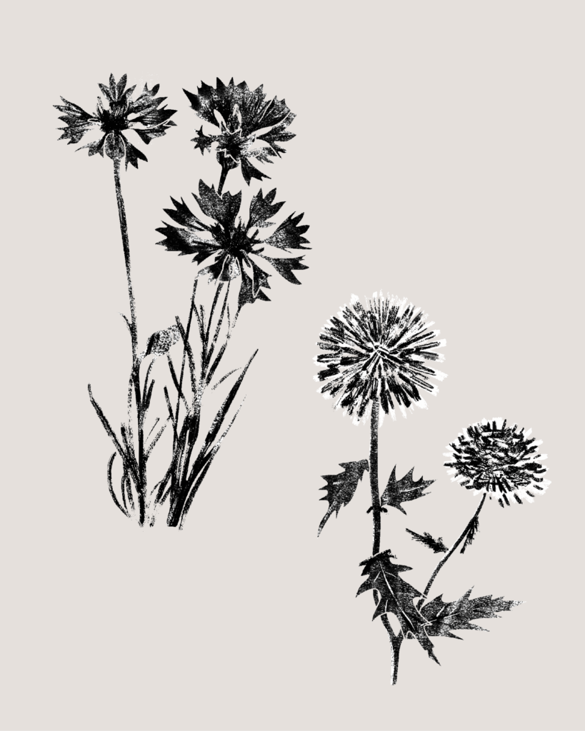 Farina-Kuklinski-Slowflower-Kornblume-Distel