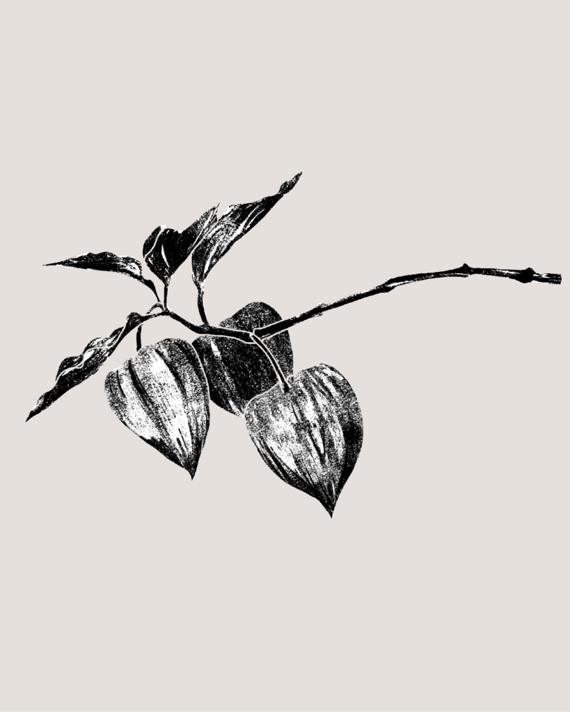 Farina-Kuklinski-Slowflower-Lampionblume