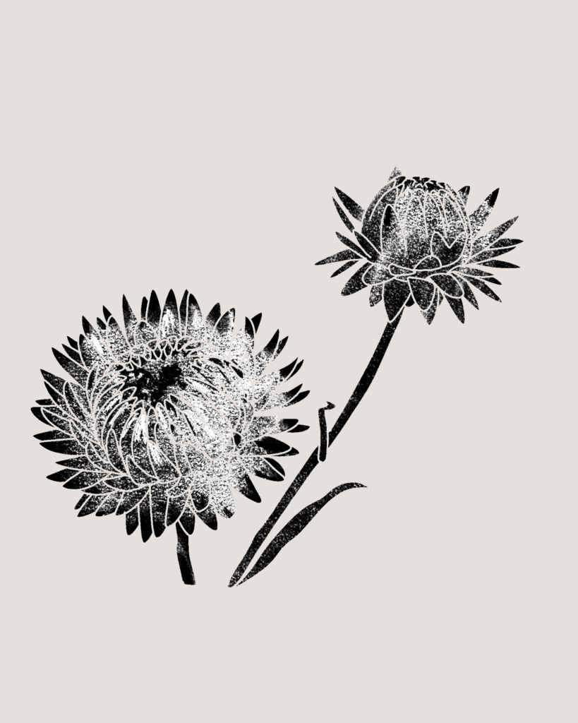 Farina-Kuklinski-Slowflower-Strohblume