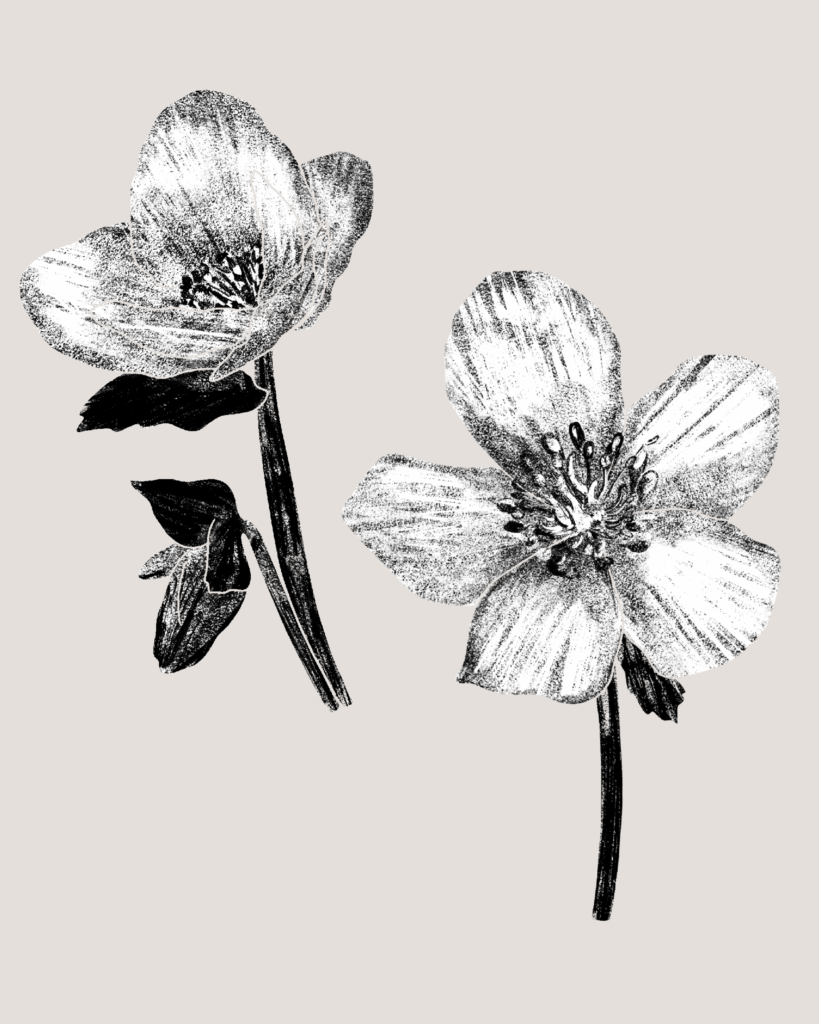 Farina-Kuklinski-Slowflower-Christrose