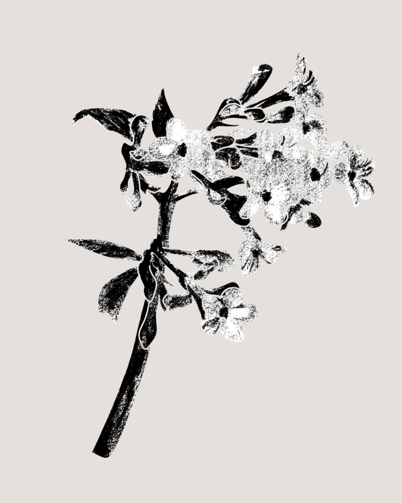 Farina-Kuklinski-Slowflower-Duftschneeball