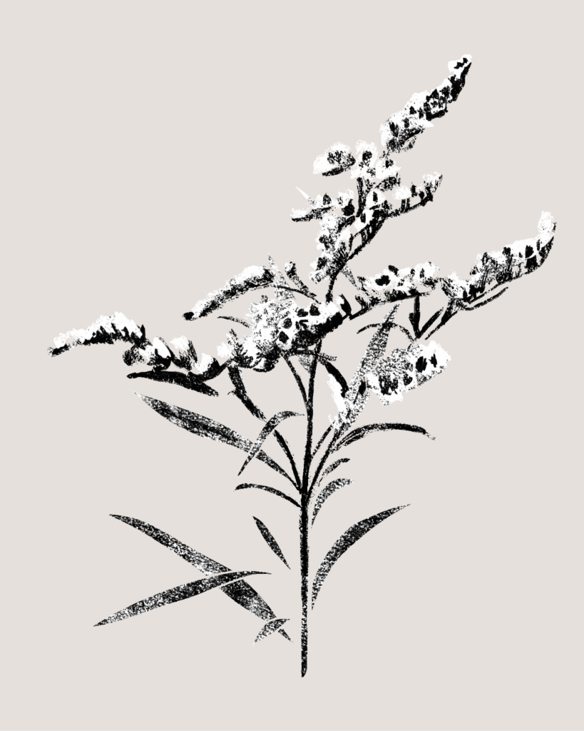 Farina-Kuklinski-Slowflower-Goldrute