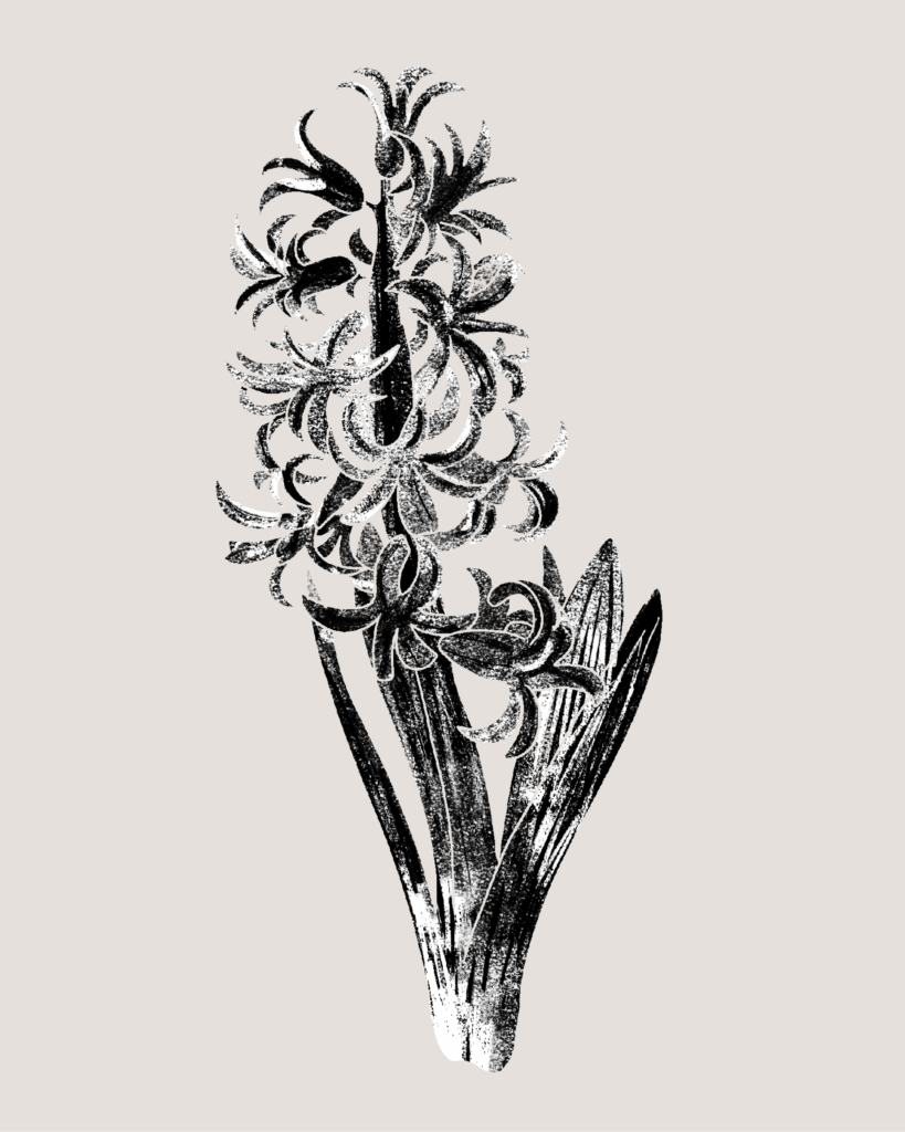 Farina-Kuklinski-Slowflower-Hyazinthe